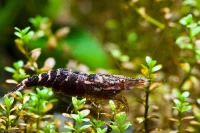 Seksbåndet Blå Kardinalreje (Caridina sp.)