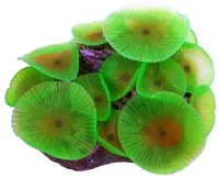 Selvlysende skive anemone