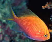 Serranocirrhitus Latus