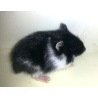 Sibirisk Panda Hun Dværghamster (Phodophus sungorus)