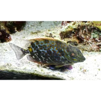 Siganus guttatus kirurgfisk