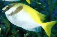 Siganus virgatus kirurgfisk