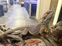 Skægagame Hun (Pogona vitticeps) 30cm