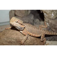 Skægagame ungdyr (Pogona Vitticeps)
