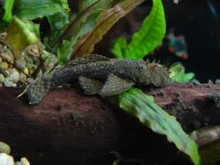 Skægget Sugemalle (Ancistrus sp.) stor