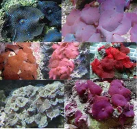Skiveanemone Discosoma sp Mix