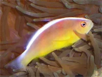 Skunk kovnefisk (Amphiprion akallopisos)