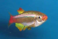 Skybjergfisk (Tanichthys albonubes)