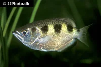 Skyttefisk (Toxotes jaculatrix)