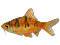 Slangeskins Barbe (Desmopuntius rhomboocellatus)