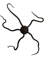 Slangesøstjerne Ophioderma rubicundum