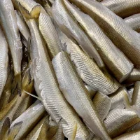 Smelt Frostfoder 5 kg Rent Råfoder uden Indmad til BARF Hunde og Kattemad