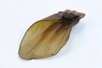 Snackit Kalveøre (Okseøre)