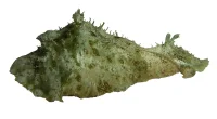 Søhare (Dolabella auricularia) 6-8 cm