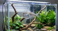 Sølv Øksefisk (Thoracocharax stellatus)