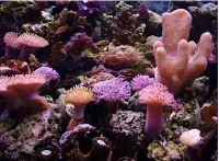 SoftCoral mix (Blødkoral mix)
