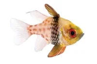 Solfisk (Sphaeramia nematoptera)