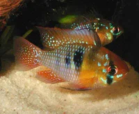 Sommerfuglcichlide XL (Papiliochromis ramirezi)