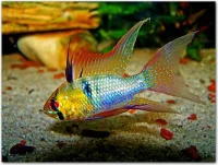 Sommerfuglecichlide long fin Ramirez (Papiliochromis ramirezi)