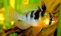 Sommerfuglecichlide (Papiliochromis ramirezi)
