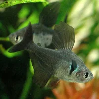 Sort fantomtetra (Megalamphodus megalopterus)