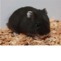 Sort Han Dværghamster (Phodophus sungorus)
