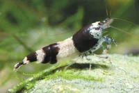 Sort Krystalreje (Caridina logemanni)