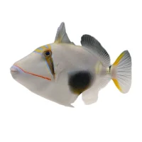 Sort Plet Aftrækker (Rhinecanthus Verrucosus)