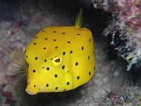 Sort Plettet gul kuffertfisk (Ostracion cubicus)