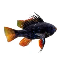 Sort Sommerfuglecichlide (Papiliochromis ramirezi)