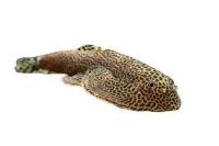Spættet Finnesuger (beaufortia leveretti)