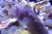 Stjerne Hugo (Salarias ramosus)