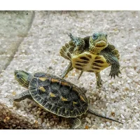 Stribet Kinesisk sumpskildpadde (Mauremys reevesii)