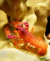 Stribet Revhummer (Enoplometopus daumi)