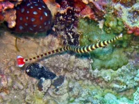 Stribet tangnål (Doryrhamphus dactyliophorus)