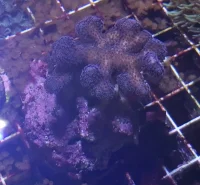 Stylophora lilla