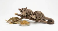 Sugar Glider (Petaurus breviceps) 2 stk - Det søde flyvende pungdyr fra Australien