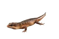 Sulawesi Water Skink (Tropidophorus Baconi)