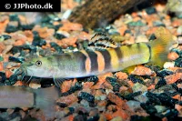 Sumo Smerling (Schistura balteata)