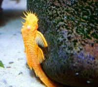 Super Gold Albino Sugemalle (Ancistrus sp.)