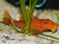 Super Rød Sugemalle (Ancistrus sp.)