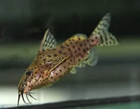 Synodontis nigrita (vildfanget)
