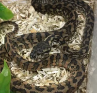 Tæppepython Morph mix (Morelia spilota ssp)