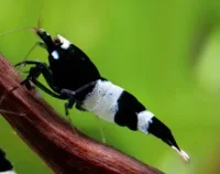 Taiwan Bee Panda Reje (Caridina cantonensis sp. Panda)