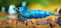 Taiwan Blue Bolt Reje (Caridina cantonensis sp. Blue Bolt)