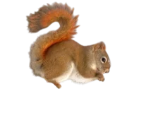 Tamiasciurus hudsonicus Egern