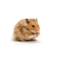 Teddy Guldhamster (Mesocricetus auratus)