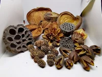 Terrarium Sæt af Dekoration Bakuli, Casuarina, Badam, Arjuna, Lotus, Mahagon, Jacaranda 180 gram