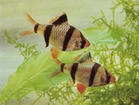 Tiger barbe (Barbus tetrazona)