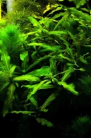Tilbud Mix 5 stk Tropica planter